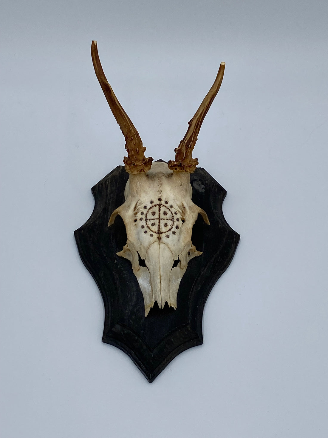 Deer skull Sunwheel
