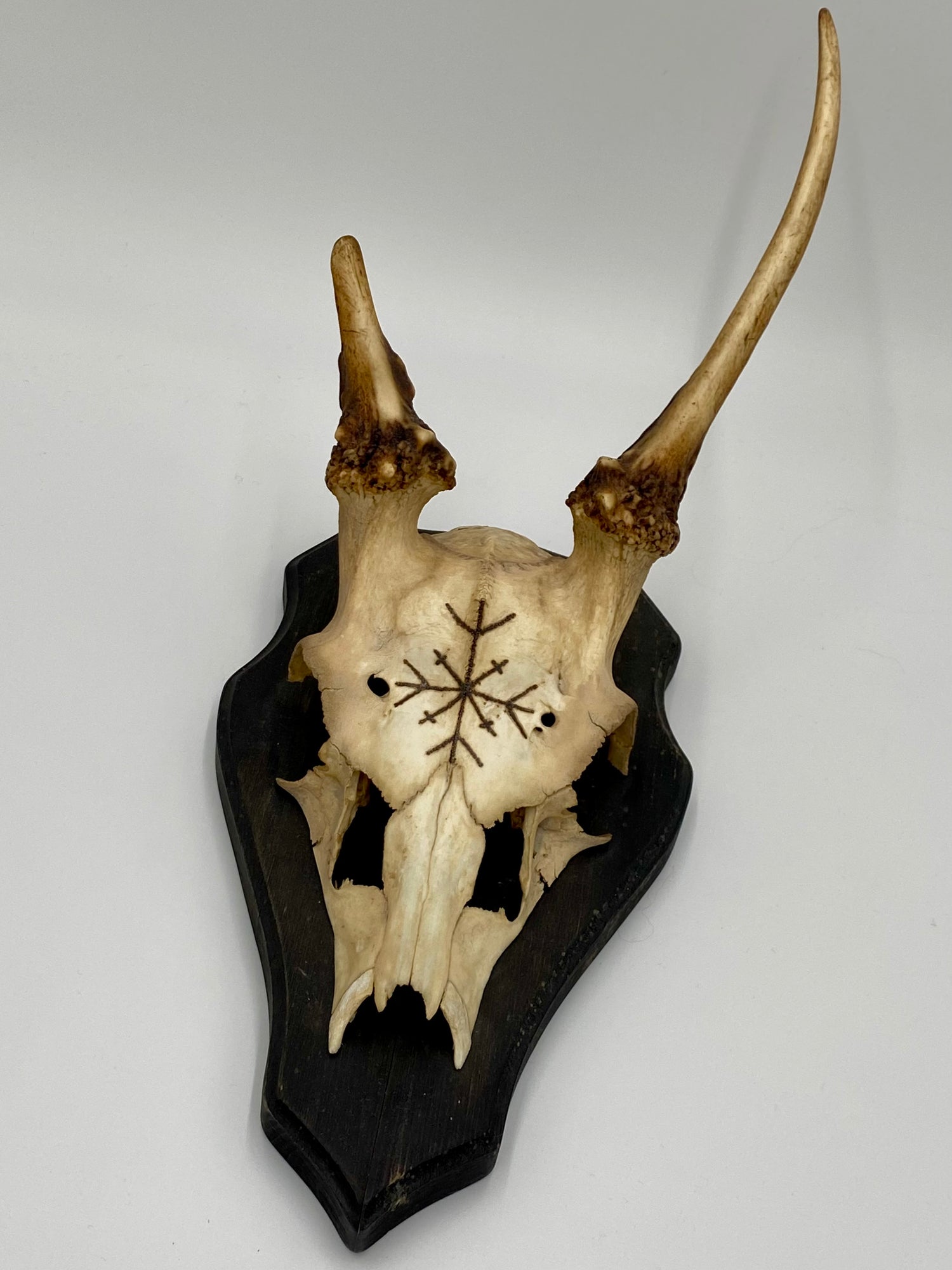 Deer skull - Delight